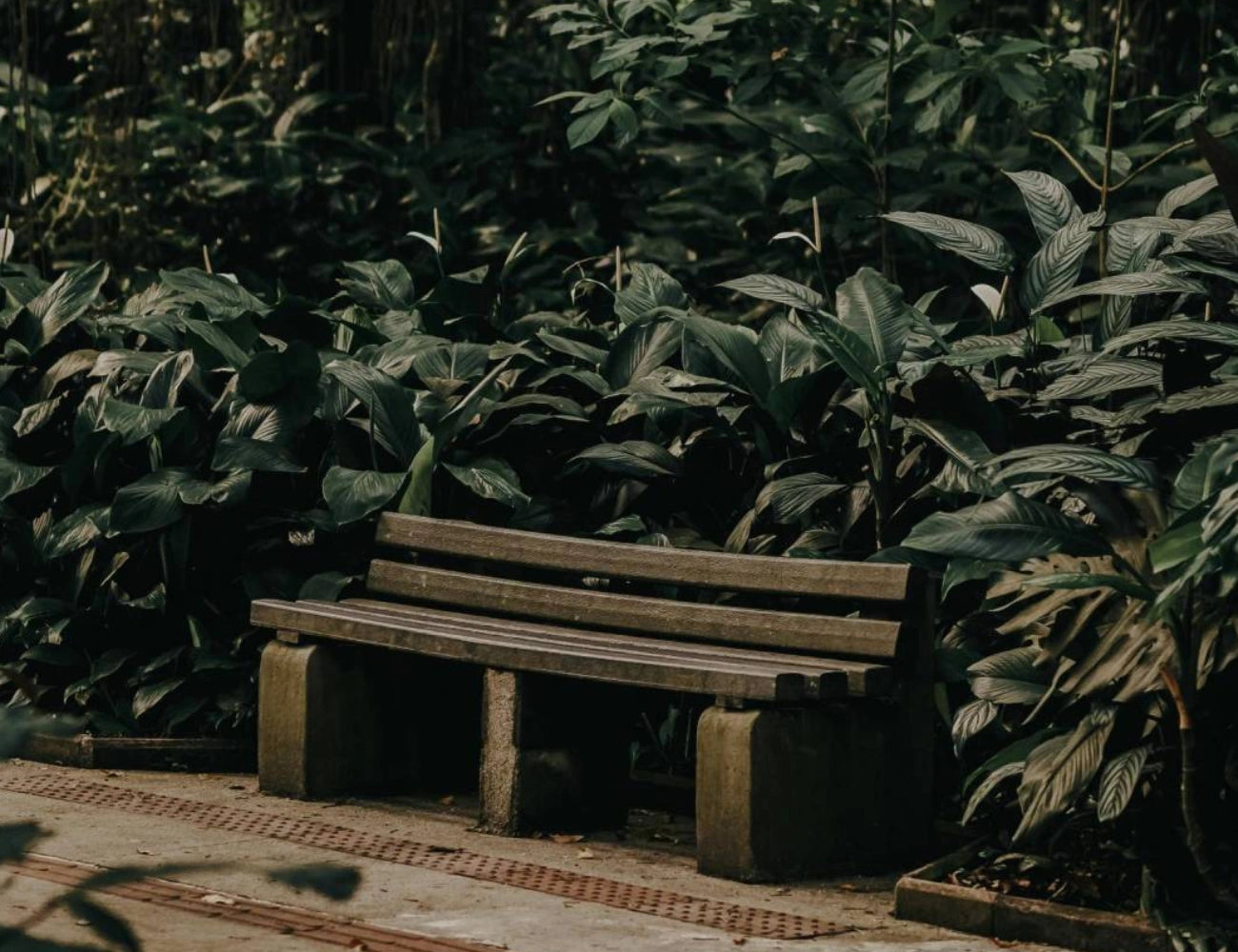 Bench in the jungle - Everything here 