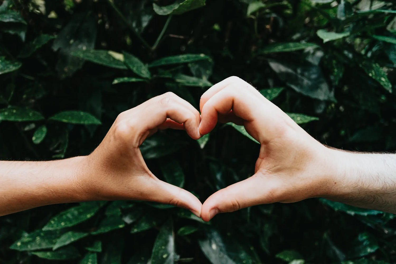 hands form a heart shape against green leaves - Everything Here