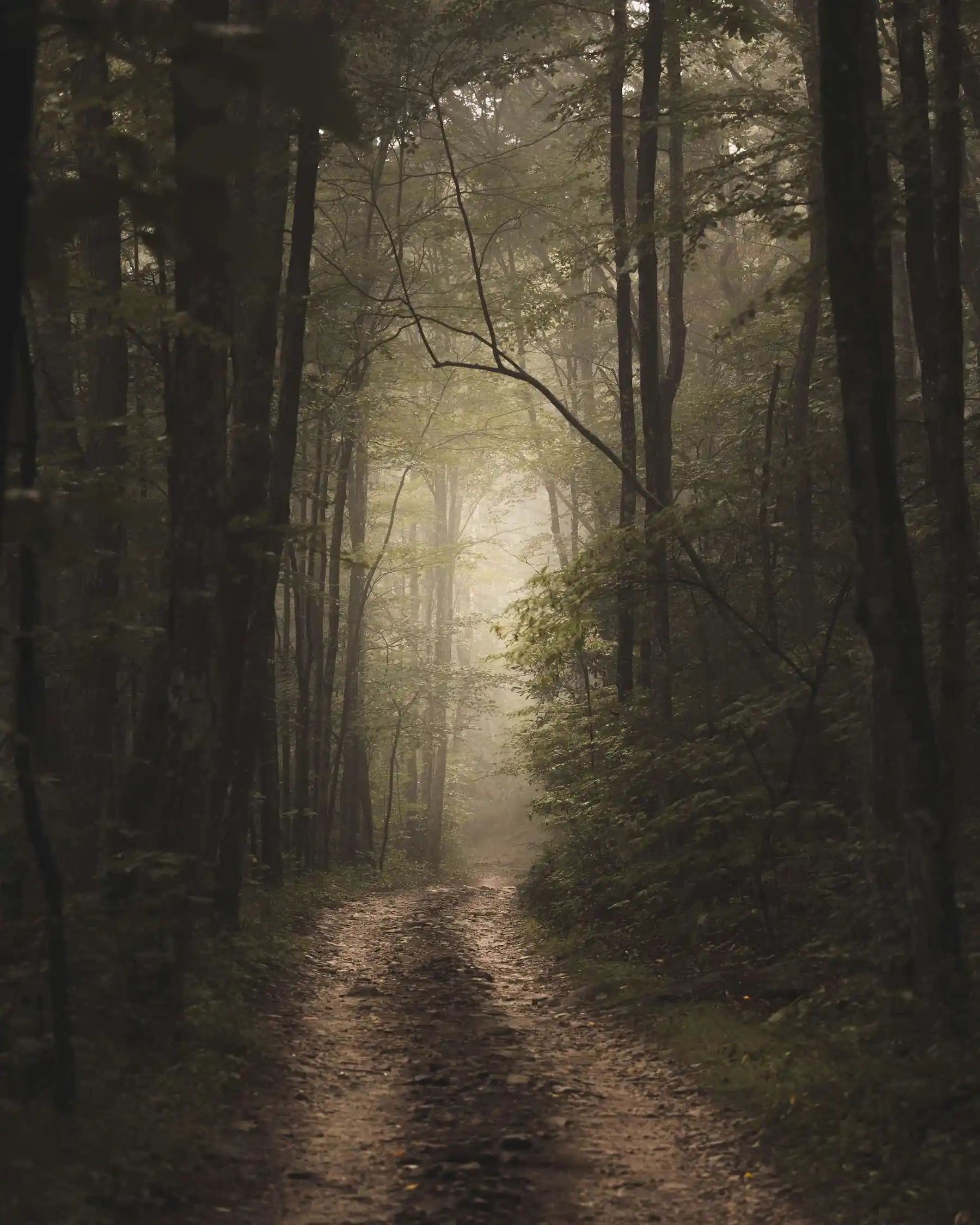 Misty fog on a road lined with green trees, creating a serene atmosphere.